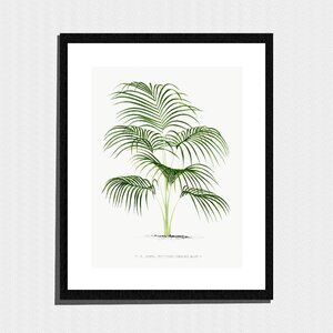 Art Print, Palm Tree Fronds Botanical Painting
